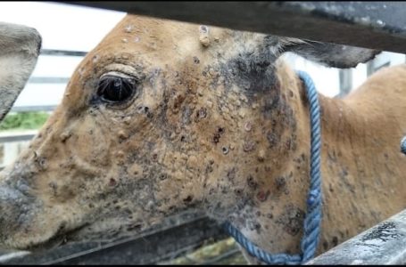 Virus LSD terdeteksi masuk wilayah Kabupaten Jembrana Bali mengakibatkan sapi mati.