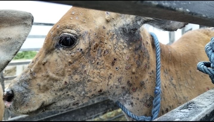  Bali Waspada! Penyakit LSD Menyerang Jembrana, Pergerakan Sapi Dihentikan