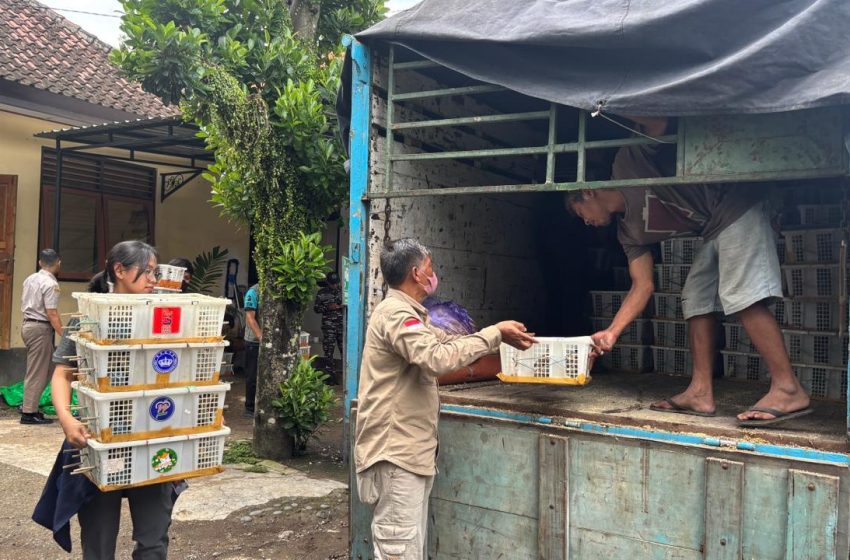  Penyelundupan Burung dari Lombok ke Bali Digagalkan Petugas Gabungan, Jumlahnya Ribuan!